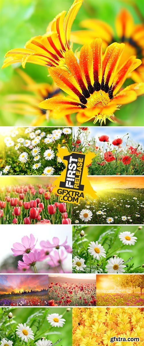 Stock Image Wildflowers