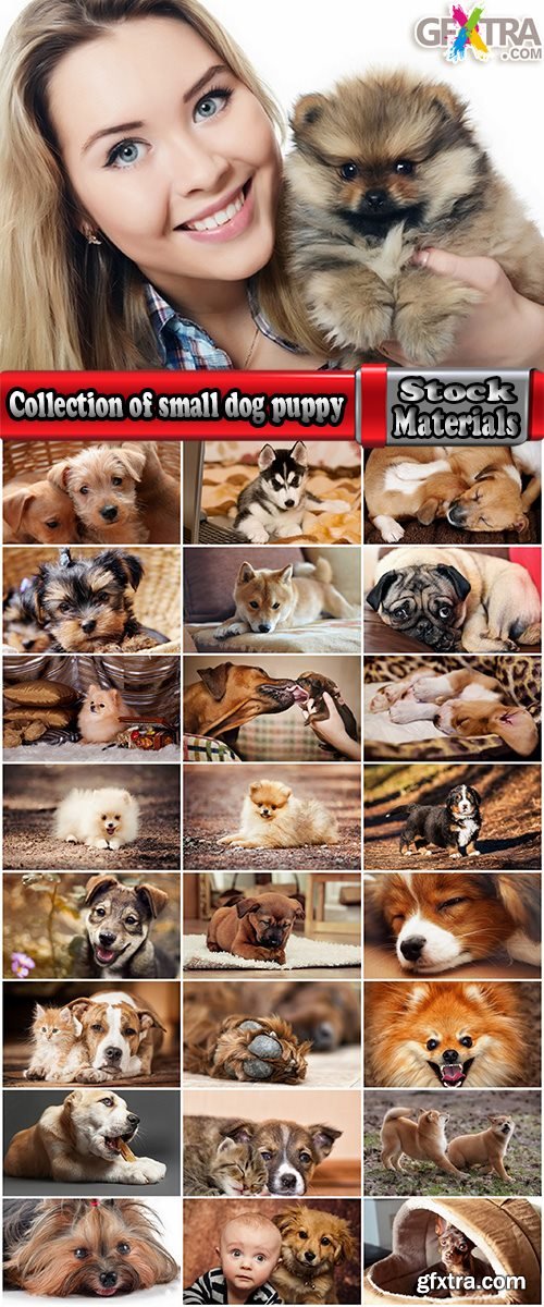 Collection of small dog puppy fur coat 25 HQ Jpeg