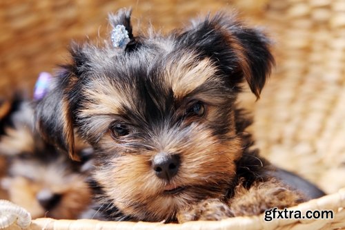 Collection of small dog puppy fur coat 25 HQ Jpeg