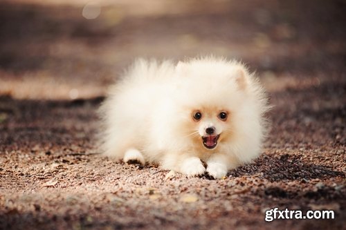 Collection of small dog puppy fur coat 25 HQ Jpeg