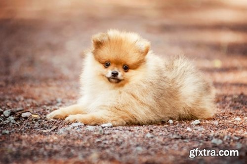 Collection of small dog puppy fur coat 25 HQ Jpeg