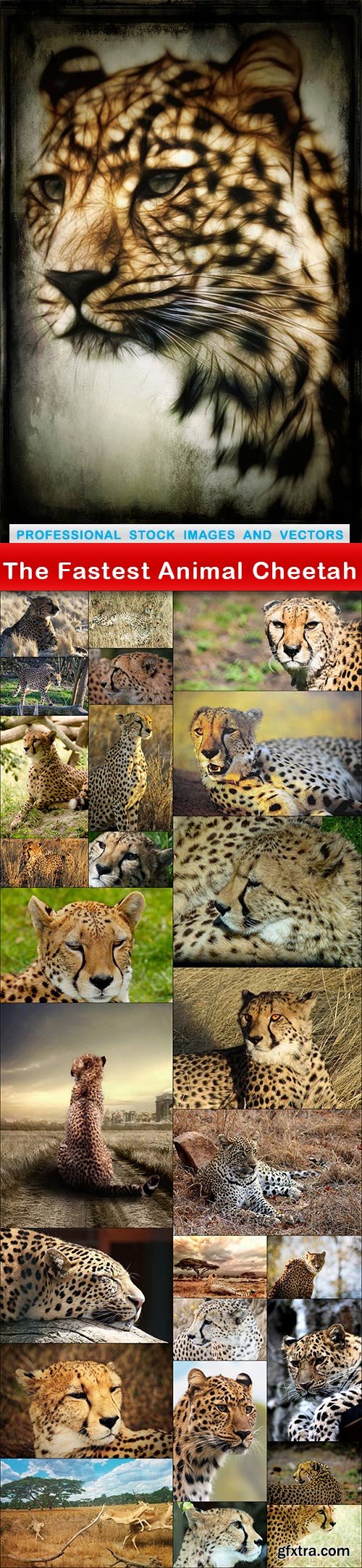 The Fastest Animal Cheetah - 27 UHQ JPEG