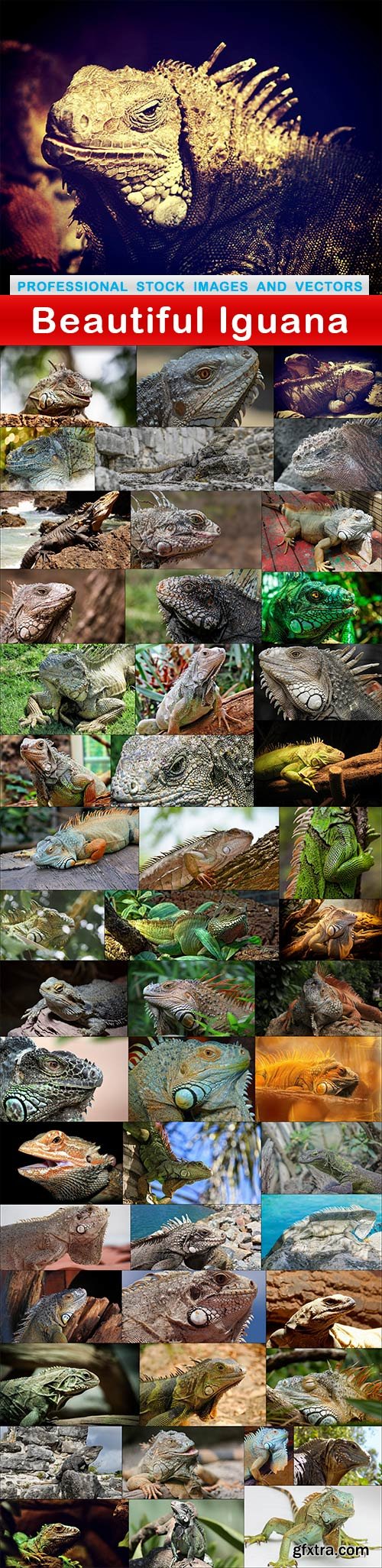 Beautiful Iguana - 50 UHQ JPEG