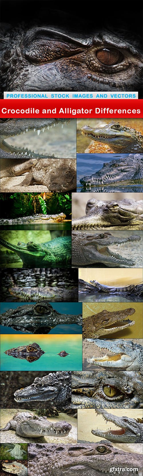 Crocodile and Alligator Differences - 22 UHQ JPEG