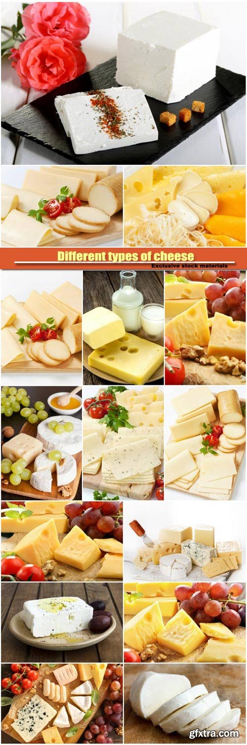 Different types of cheese, dairy products