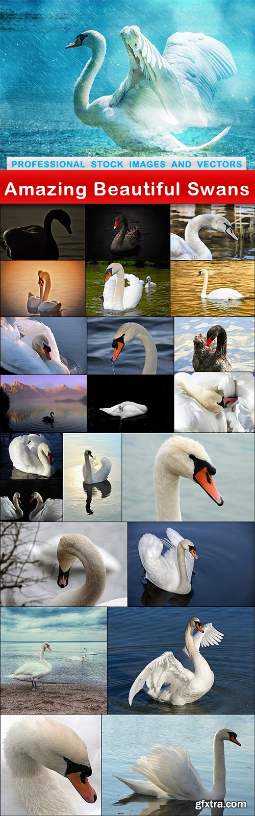 Amazing Beautiful Swans - 23 UHQ JPEG