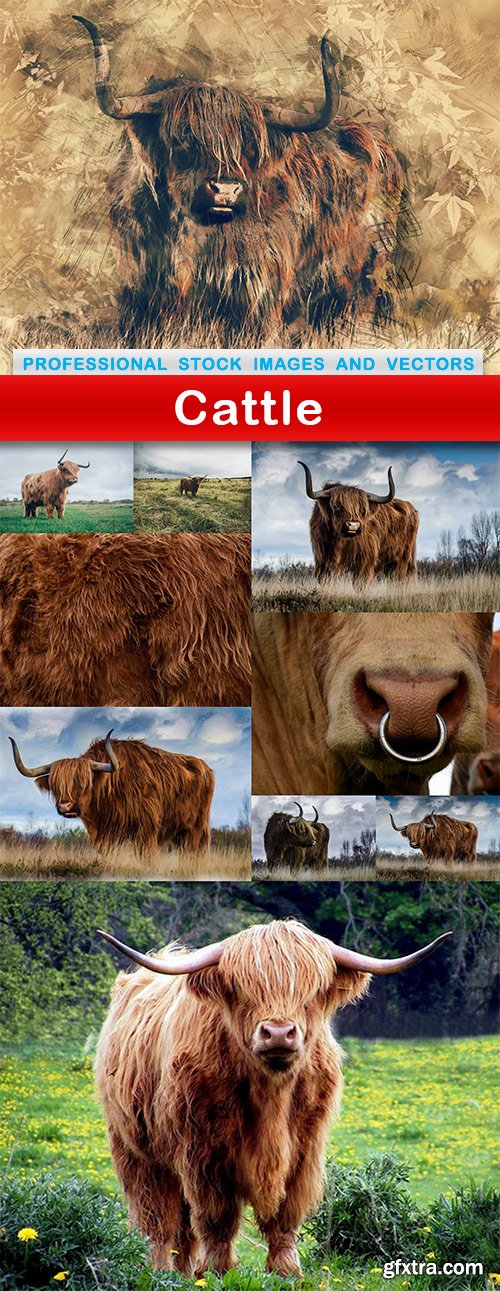 Cattle - 10 UHQ JPEG