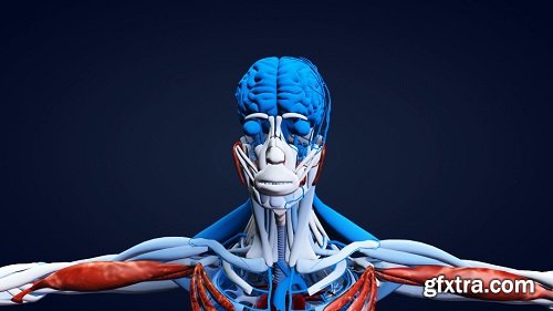 3d anatomical human model zoom in on head