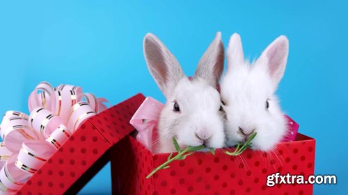 A Couple of White Rabbits with Pink Bows in Present Box, Eating Arugula