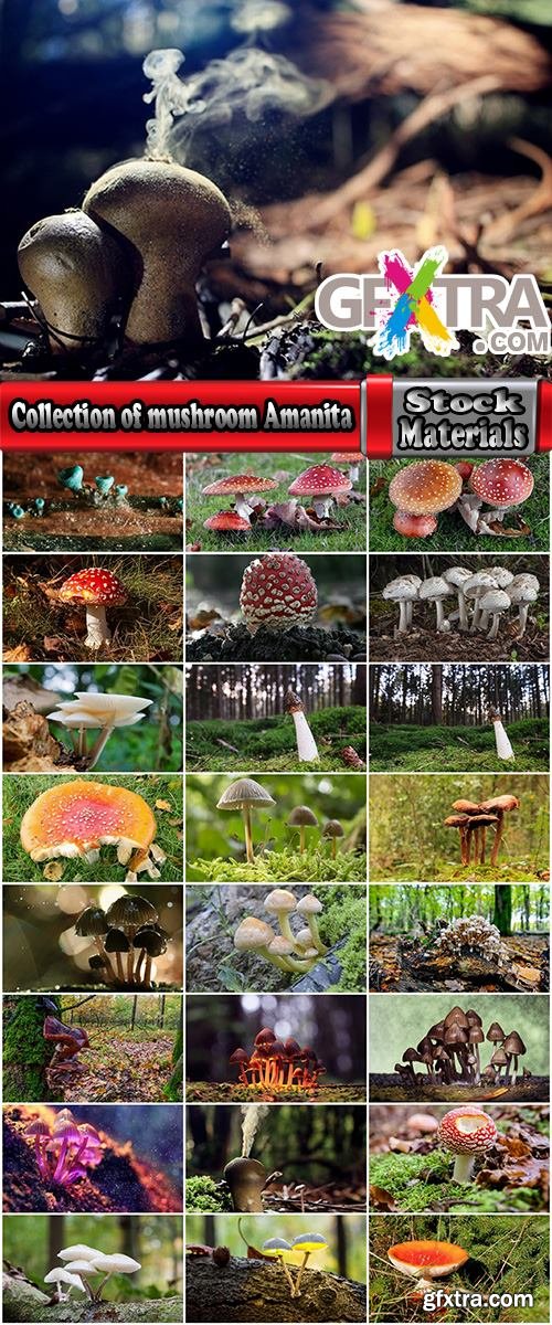 Collection of mushroom Amanita phalloides poison 25 HQ Jpeg