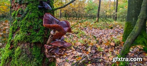 Collection of mushroom Amanita phalloides poison 25 HQ Jpeg