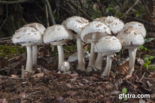 Collection of mushroom Amanita phalloides poison 25 HQ Jpeg