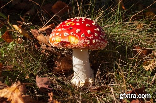 Collection of mushroom Amanita phalloides poison 25 HQ Jpeg