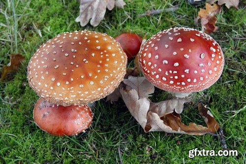 Collection of mushroom Amanita phalloides poison 25 HQ Jpeg