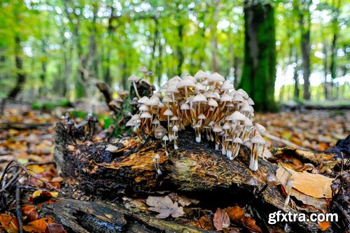 Collection of mushroom Amanita phalloides poison 25 HQ Jpeg