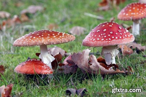 Collection of mushroom Amanita phalloides poison 25 HQ Jpeg