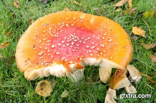 Collection of mushroom Amanita phalloides poison 25 HQ Jpeg