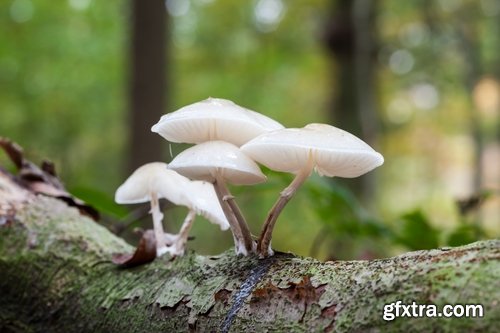 Collection of mushroom Amanita phalloides poison 25 HQ Jpeg