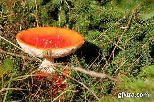 Collection of mushroom Amanita phalloides poison 25 HQ Jpeg