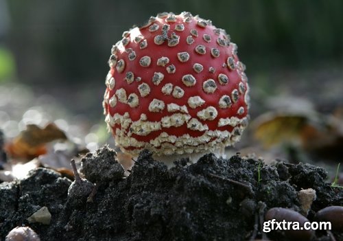 Collection of mushroom Amanita phalloides poison 25 HQ Jpeg