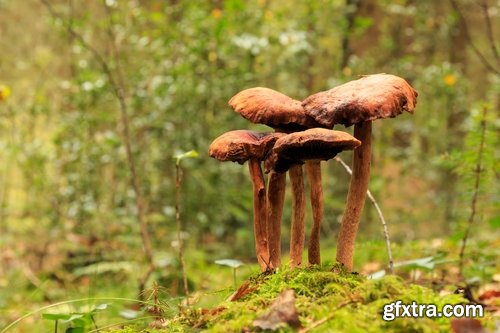 Collection of mushroom Amanita phalloides poison 25 HQ Jpeg