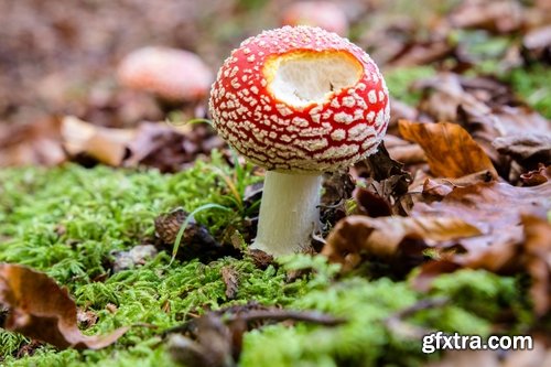 Collection of mushroom Amanita phalloides poison 25 HQ Jpeg