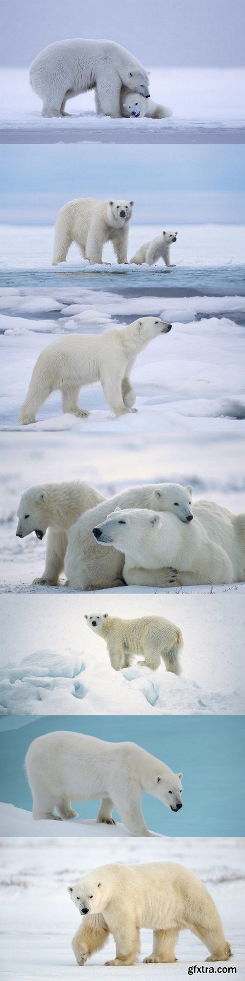 Polar bear - 7 UHQ JPEG