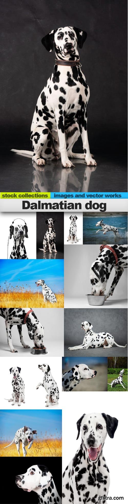 Dalmatian dog, 15 x UHQ JPEG