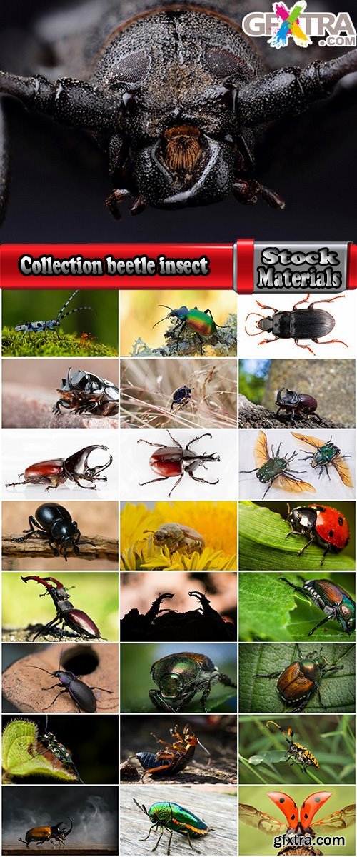 Collection beetle insect wing shell horn tendrils 25 HQ Jpeg