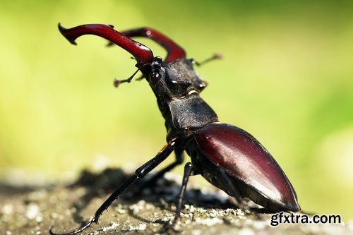 Collection beetle insect wing shell horn tendrils 25 HQ Jpeg