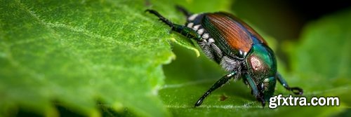 Collection beetle insect wing shell horn tendrils 25 HQ Jpeg