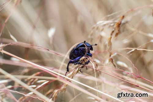 Collection beetle insect wing shell horn tendrils 25 HQ Jpeg