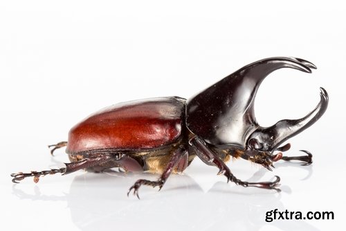 Collection beetle insect wing shell horn tendrils 25 HQ Jpeg