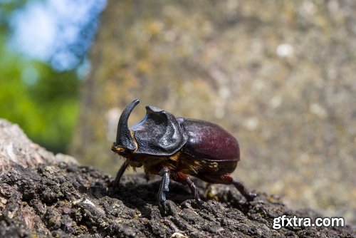 Collection beetle insect wing shell horn tendrils 25 HQ Jpeg