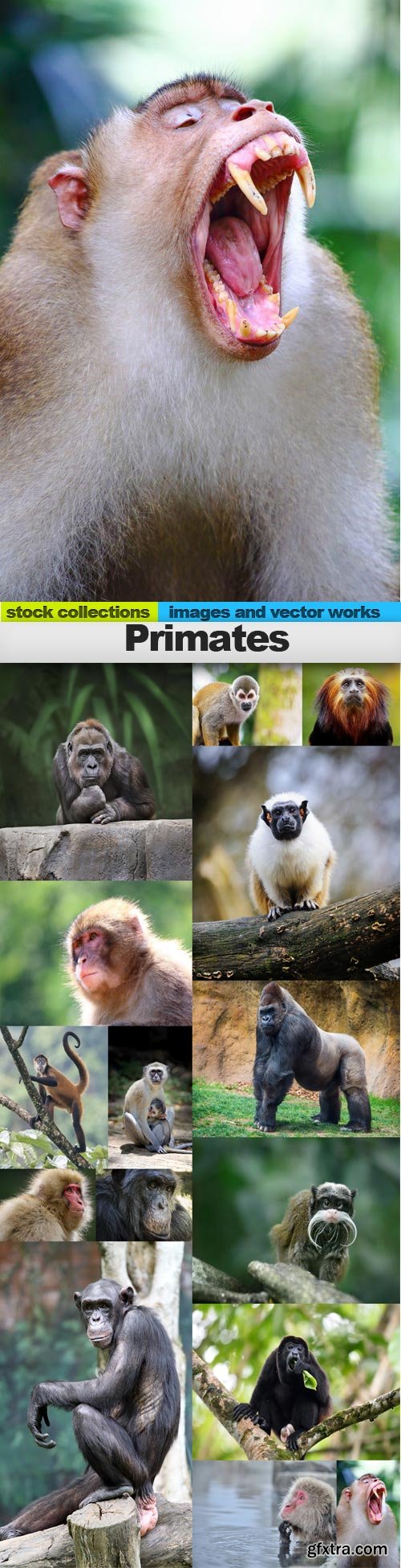 Primates, 15 x UHQ JPEG