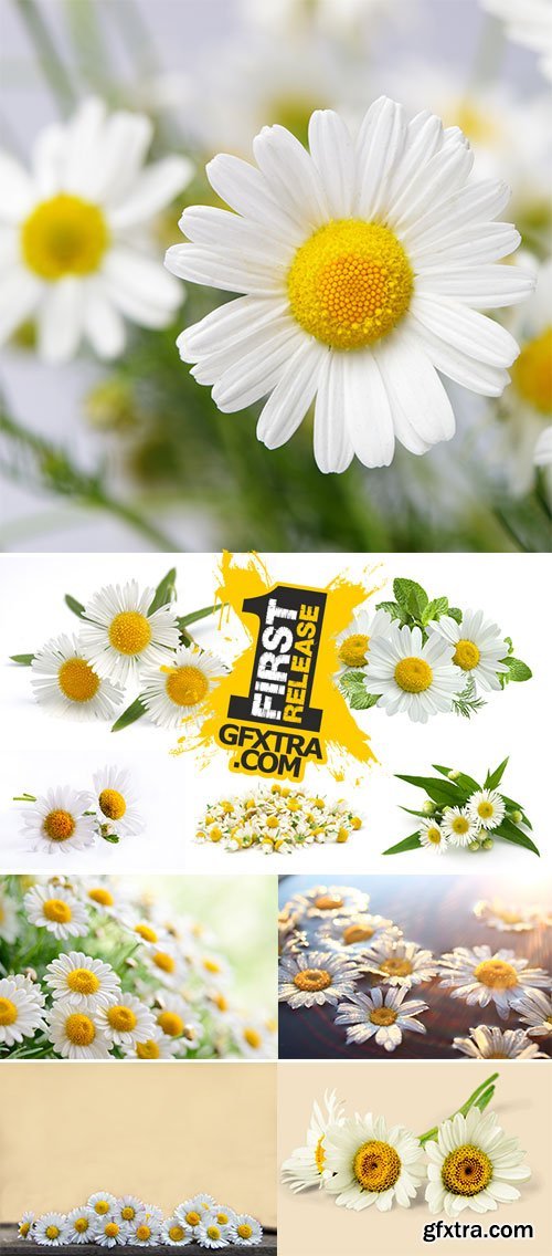 Stock Image Chamomile flower