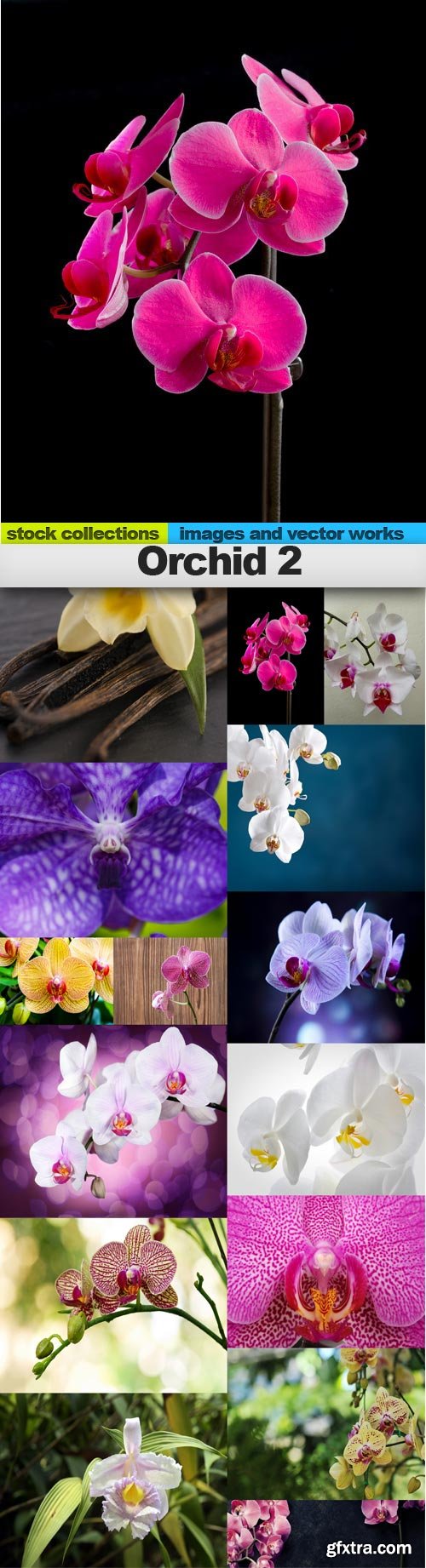 Orchid 2, 15 x UHQ JPEG