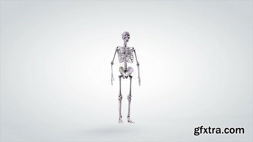 3d anatomical model human skeleton slowly rotating