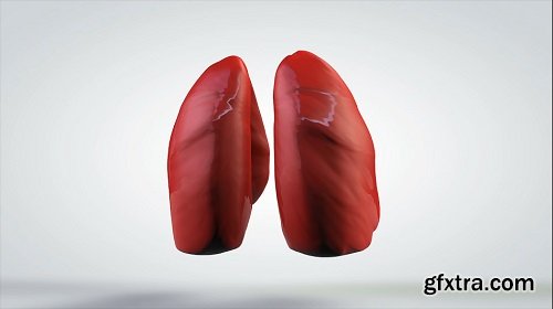 3d animated model rotating human lungs