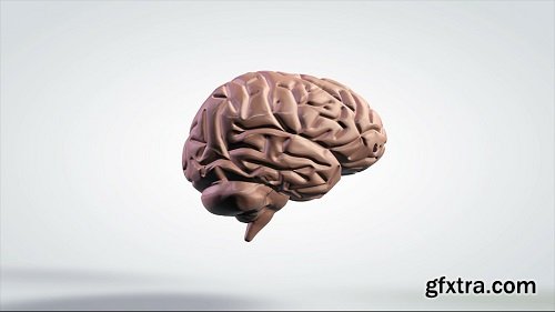 3d rotating anatomical model human brain