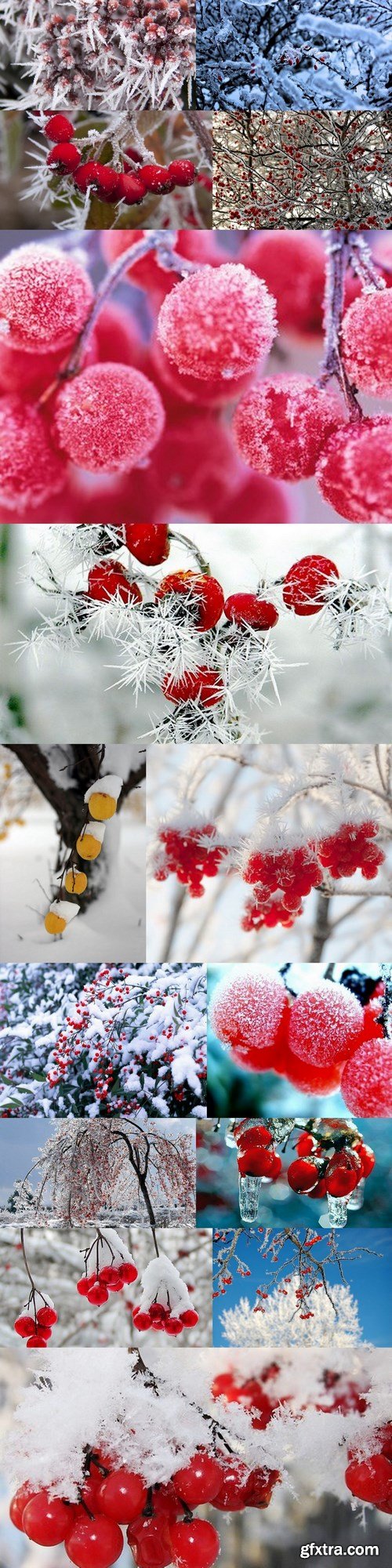 berries in winter - 15 UHQ JPEG