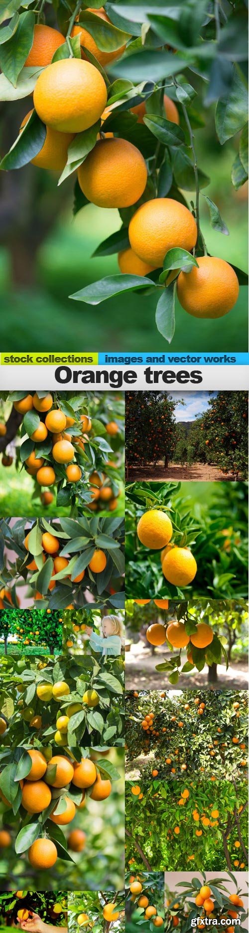 Orange trees, 15 x UHQ JPEG