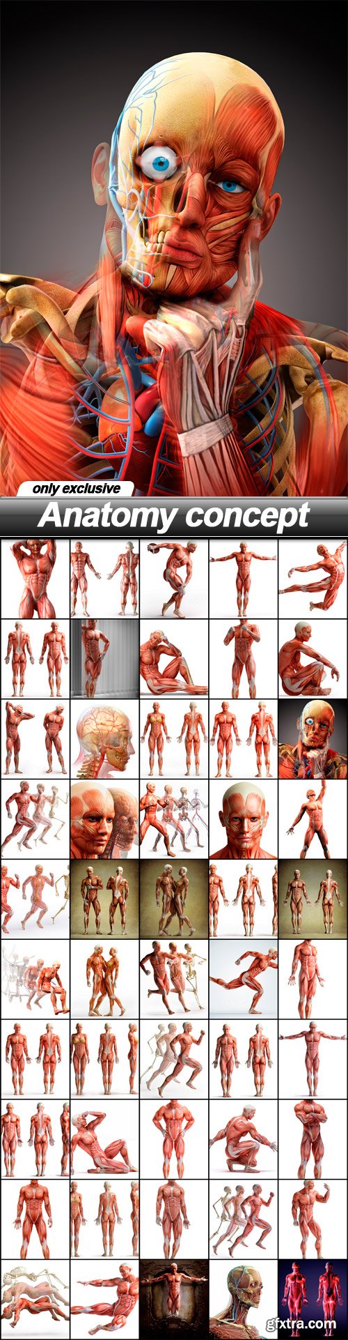 Anatomy concept - 50 UHQ JPEG