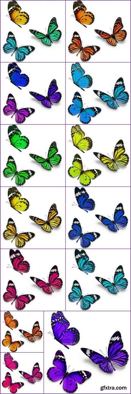 Butterfly -13 UHQ JPEG Stock Images