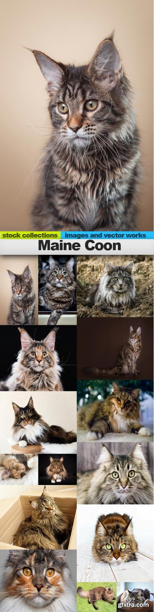 Maine Coon, 15 x UHQ JPEG