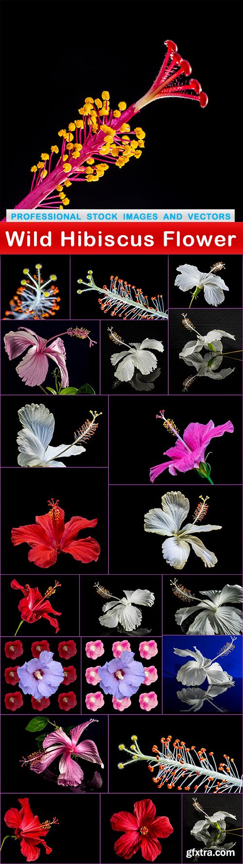 Wild Hibiscus Flower - 22 UHQ JPEG