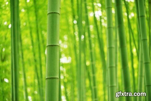 Collection bamboo cane thickets of the forest leaf stick 25 HQ Jpeg