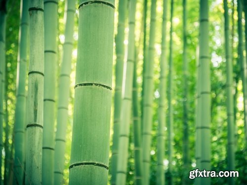 Collection bamboo cane thickets of the forest leaf stick 25 HQ Jpeg