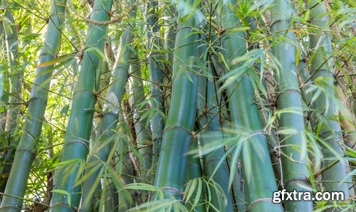 Collection bamboo cane thickets of the forest leaf stick 25 HQ Jpeg