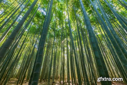 Collection bamboo cane thickets of the forest leaf stick 25 HQ Jpeg